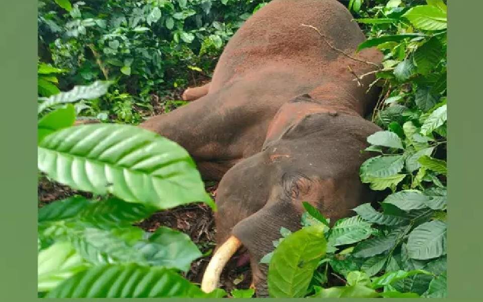 Male elephant dies of 'electrocution' in TN